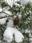 Pine branches with snow