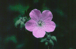 Wild Geranium