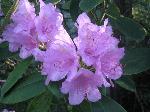 Catawba Rhododendron