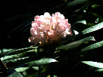 Great Rhododendron