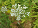 Queen Anne's Lace