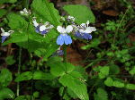 Blue-eyed Mary