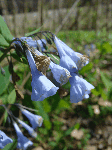 Virginia Bluebells