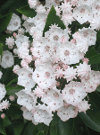 Mountain Laurel