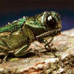 Emerald Ash Borer