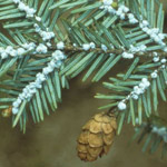 Hemlock branch infected with hemlock woolly adelgid
