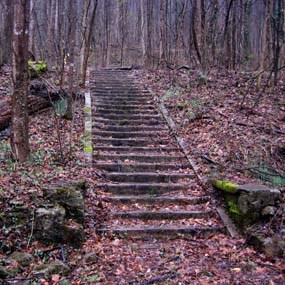 Old stone staircase in the middle of the forest