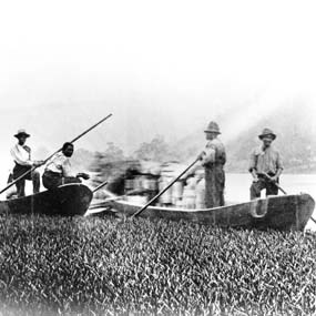 Four African-American men holding oars while standing in two shallow small boats near the water