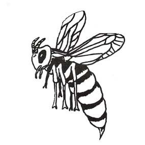 black and white drawing of a hornet