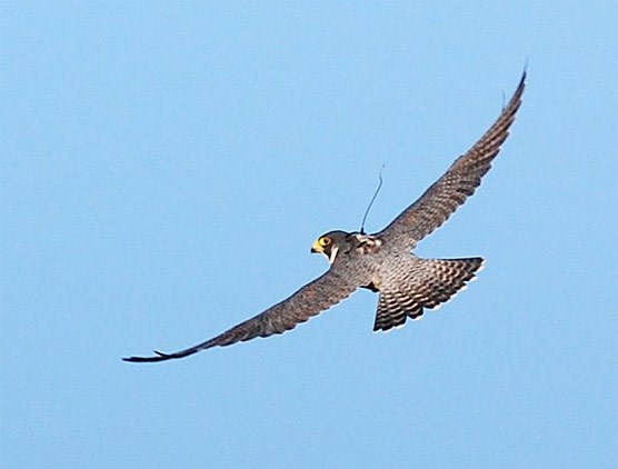 Peregrine falcon #54495 with antenna and backpack visible
