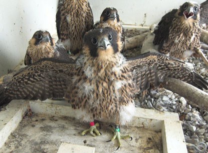 Young peregrine chicks in hack box
