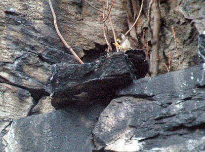 Peregrine falcon perched on rock ledge