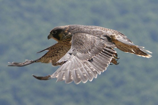 Peregrine Falcon flying by over New River Gorge