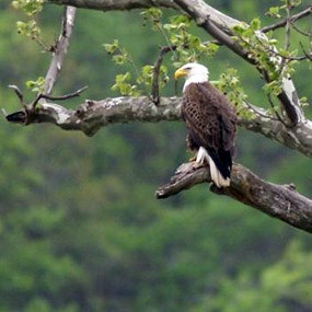 bald eagle perched in a sycamore tree