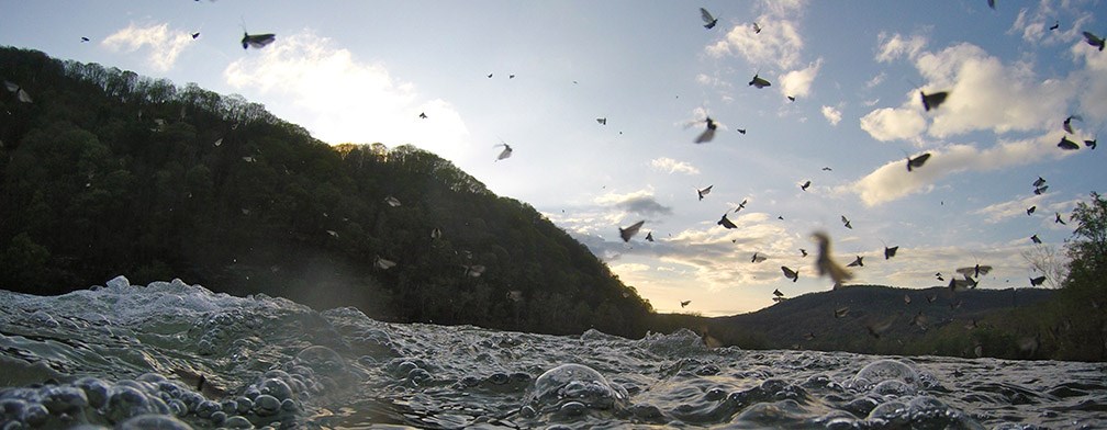 mayflies flying above river