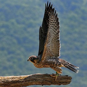 peregrine falcon perched on a branch