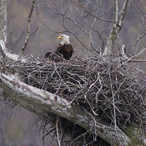 bald eagle on nest