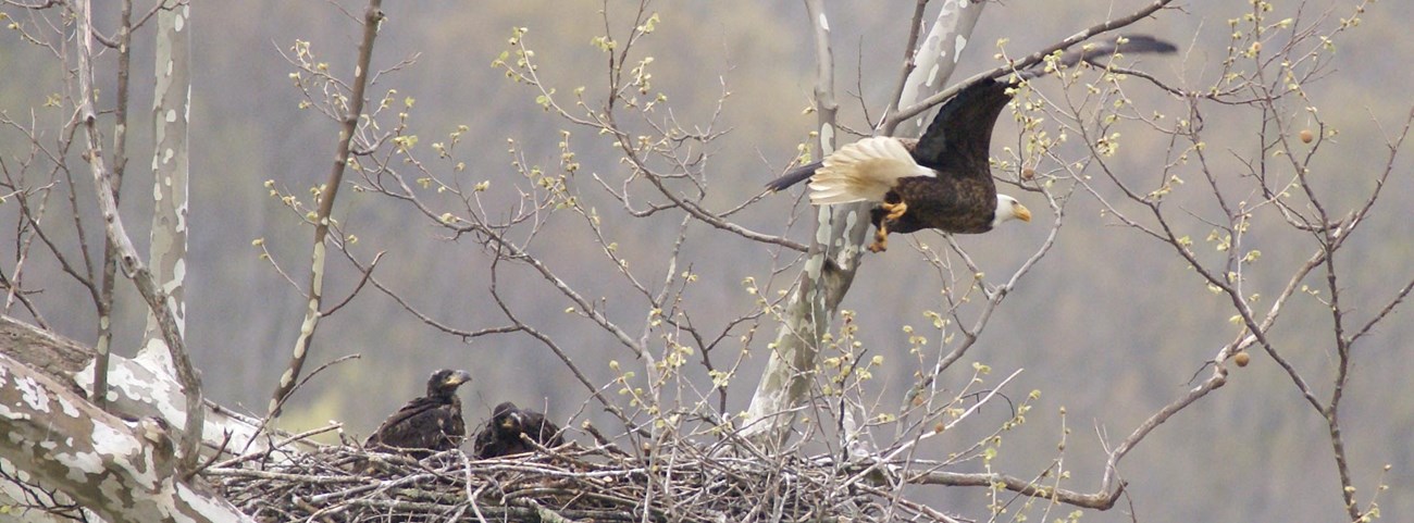 bald eagle soaring over nest with chicks