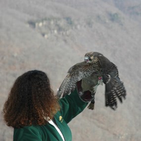 releasing a rehabilitated falcon