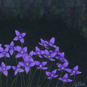 Bluets - colored pencil drawing