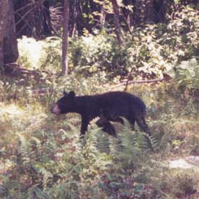 Young black bear walking through the woods