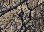 Adult Bald Eagle