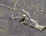 Adult Bald Eagle
