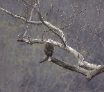 Adult Bald Eagle