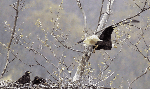 Bald eagle and two chicks