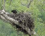 Eagle chicks on the nest