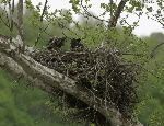 Eagle chicks on the nest