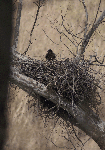 Eagle chick on nest