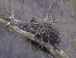Eagle chick on the nest