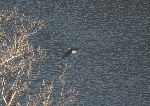 Bald eagle soaring over the river