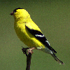 American Goldfinch