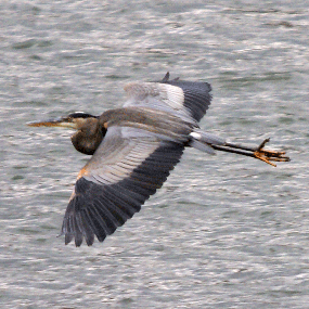 great blue heron soaring over river