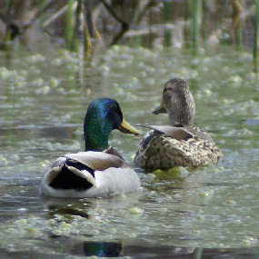 male and female Mallards on the river