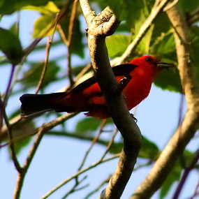 a bright red and black scarlet tanager perched in a tree