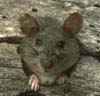 Allegheny Woodrat