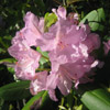 Catawba Rhododendron flower