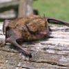 little brown bat