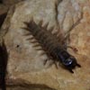 hellgrammite