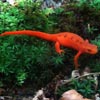 red eft