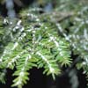 hemlock infested with the woolly adelgid