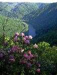 New River and rhododendron from Turkey Spur