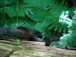 Black Rat Snake