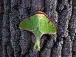 Luna Moth