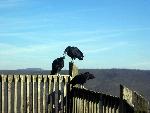 Black Vultures