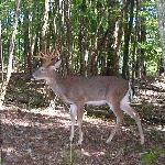 White-tailed Deer