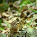 Chipmunk